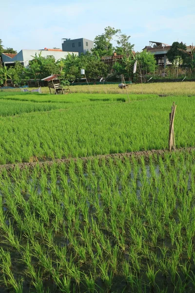 Foto Sawah Dengan Beras Hijau Segar — Stok Foto