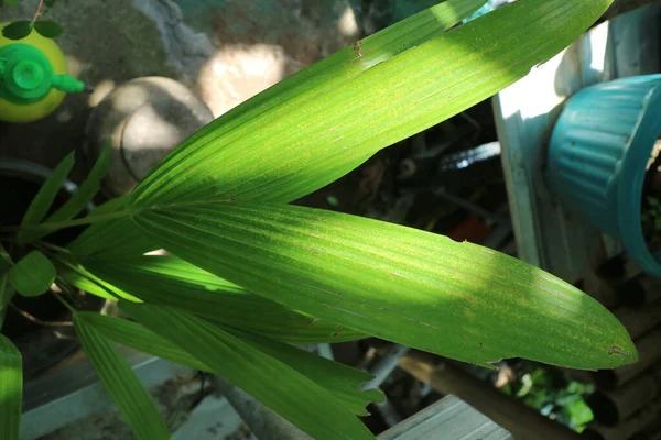 Zdjęcie Roślin Pączków Kokosowych — Zdjęcie stockowe