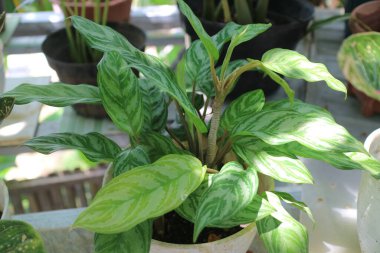 Bahçedeki Aglaonema Evleri adlı taze bir bitkinin fotoğrafı.