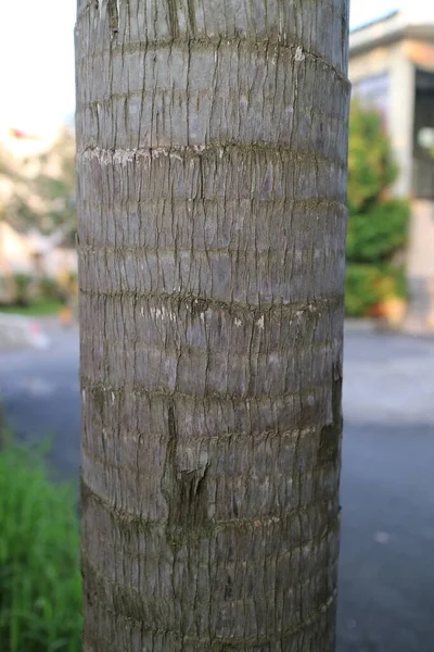 一张褐色粗糙质感棕榈树干的照片 — 图库照片