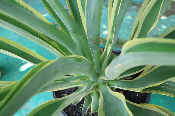 a photo of a plant with long, pointed leaves called Agave desmettiana