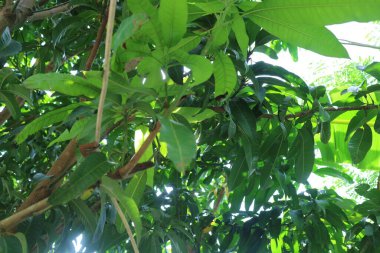 Yeşil yapraklı gölgeli bir mango ağacının fotoğrafı.