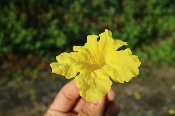 Hand holding a golden trumpet flower