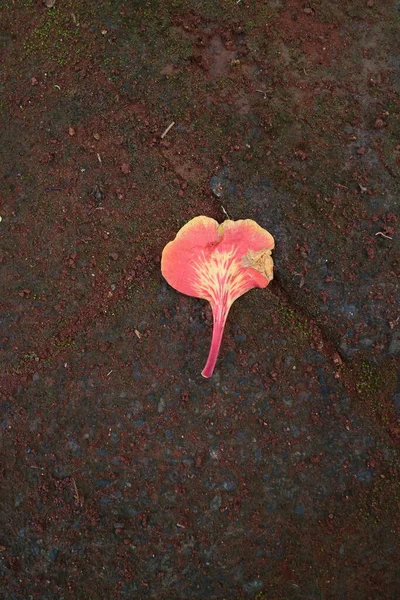 Une Photo Une Fleur Flamboyante Rouge Tombant Sur Pavage — Photo