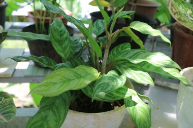Bahçedeki Aglaonema Evleri adlı taze bir bitkinin fotoğrafı.