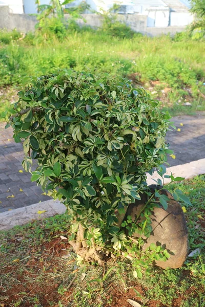 Ένα Διακοσμητικό Φυτό Πλούσια Πράσινα Φύλλα Που Ονομάζεται Arboricola Trinette — Φωτογραφία Αρχείου
