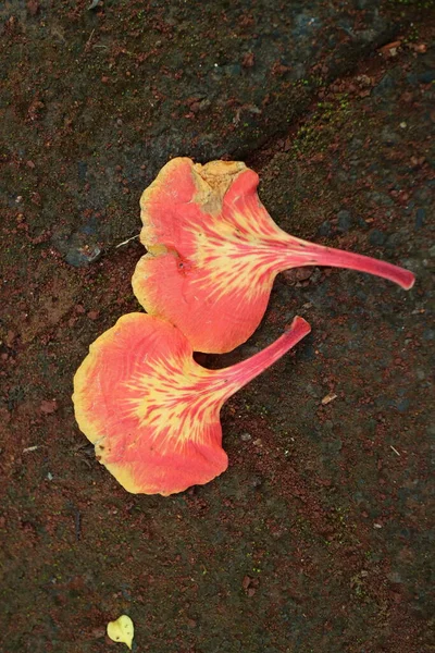 Una Foto Una Flor Roja Extravagante Cayendo Sobre Pavimento —  Fotos de Stock