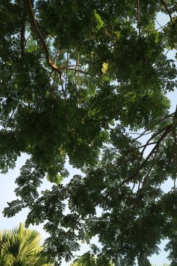 Sabahın köründe gölgeli bir ağacın fotoğrafı.