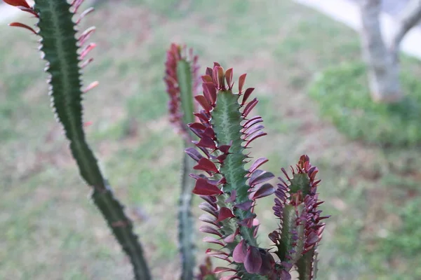 Una Pianta Unica Forma Coda Drago Chiamata Euphorbia Trigona — Foto Stock