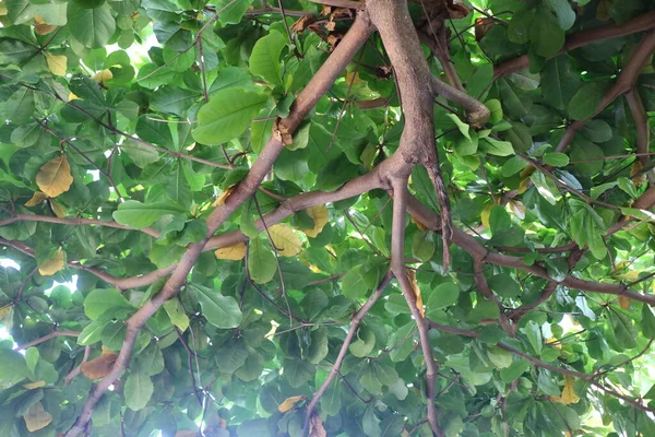 Uma Foto Uma Árvore Ketapan Verde Exuberante — Fotografia de Stock