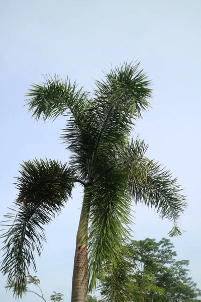 Uma Foto Uma Palmeira Com Folhas Exuberantes Fundo Céu Claro — Fotografia de Stock