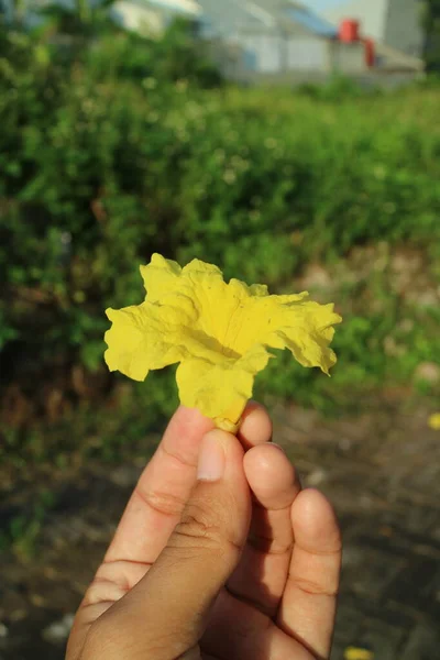Handen Håller Gyllene Trumpet Blomma — Stockfoto
