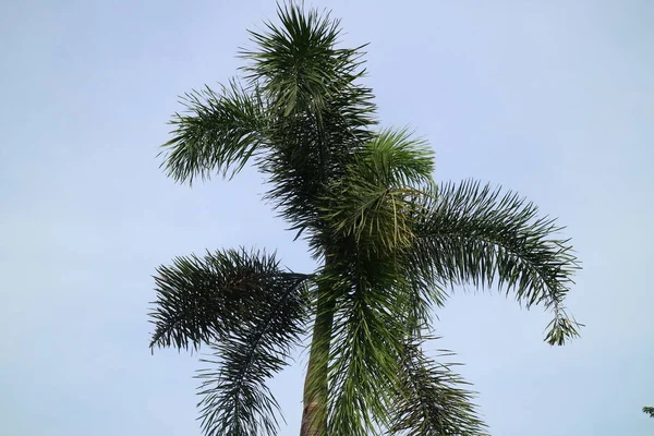 Ett Foto Palm Med Frodiga Blad Klar Himmel Bakgrund — Stockfoto