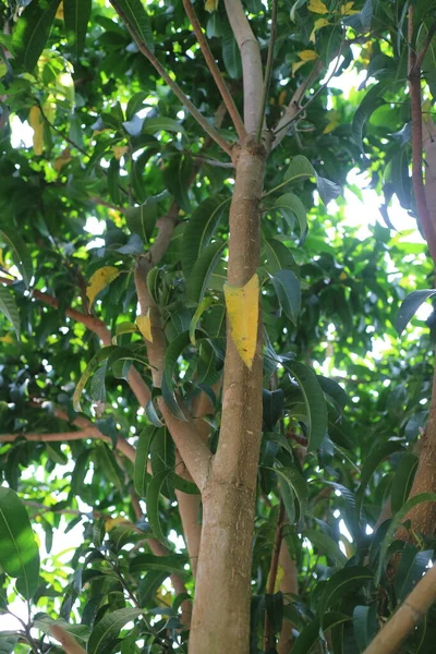 Zdjęcie Zacienionego Drzewa Mango Zielonymi Liśćmi — Zdjęcie stockowe