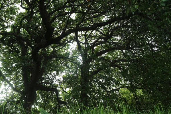 幹のある大きなカシューの木の写真です — ストック写真