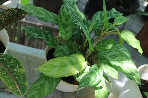 Ein Foto Einer Grünen Frischen Pflanze Namens Aglaonema Houseplants Garten — Stockfoto