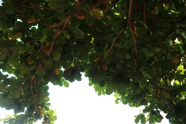 Uma Foto Uma Árvore Ketapan Verde Exuberante — Fotografia de Stock