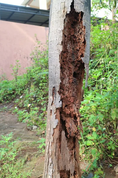一张被白蚁吃掉的腐烂的棕榈树树干的照片 — 图库照片