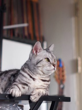 Şirin kısa saçlı genç AMERİKAN kısa saçlı kedicik gri saçlı ve siyah çizgili ev kedisi ahşap masa üstünde dinleniyor uykulu, mutsuz, komik yüzlü seçici odak bulanık arkaplan oluşturuyor.