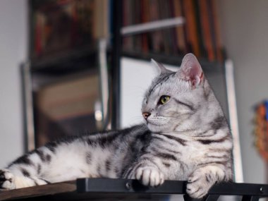 Şirin kısa saçlı genç AMERİKAN kısa saçlı kedicik gri saçlı ve siyah çizgili ev kedisi ahşap masa üstünde dinleniyor uykulu, mutsuz, komik yüzlü seçici odak bulanık arkaplan oluşturuyor.