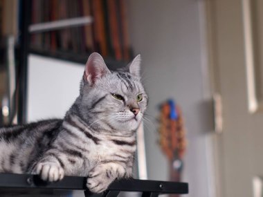 Şirin kısa saçlı genç AMERİKAN kısa saçlı kedicik gri saçlı ve siyah çizgili ev kedisi ahşap masa üstünde dinleniyor uykulu, mutsuz, komik yüzlü seçici odak bulanık arkaplan oluşturuyor.