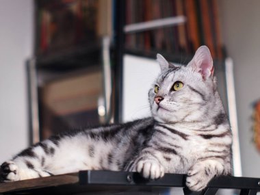 Şirin kısa saçlı genç AMERİKAN kısa saçlı kedicik gri saçlı ve siyah çizgili ev kedisi ahşap masa üstünde dinleniyor uykulu, mutsuz, komik yüzlü seçici odak bulanık arkaplan oluşturuyor.