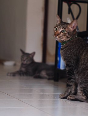 Şirin kısa saçlı genç Asyalı kedi. Gri ve siyah çizgili ev kedisi. Ahşap zeminde tembellik ediyor.