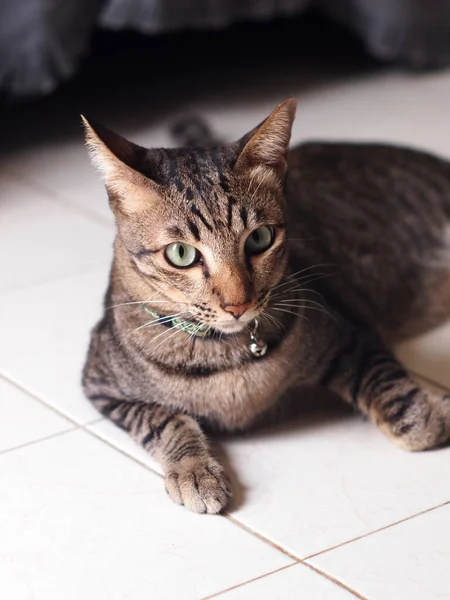 かわいい髪若いアジアの子猫グレーと黒のストライプホーム猫リラックス怠惰なオン木製の床の肖像ショット選択フォーカスブラー背景 — ストック写真