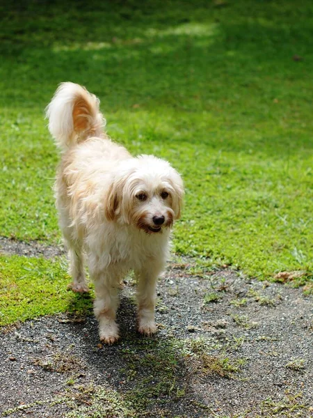 美しい毛深い白いかわいい犬は緑の芝生の庭の床の上に小さなテリア品種のように見えます屋外の肖像画をリラックスさせるクローズアップは ぼやけた本物の環境の背景と面白い顔を作ります — ストック写真