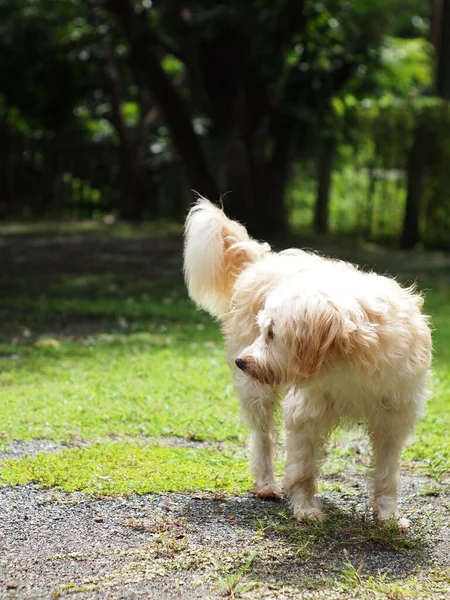 Belle Poilu Blanc Mignon Chien Ressemble Petite Race Terrier Sur — Photo