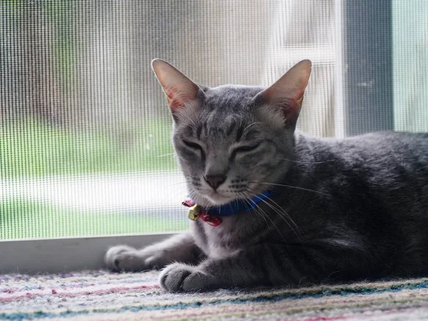 Schattig Kort Haar Jong Aziatisch Kitten Grijs Zwart Strepen Huis — Stockfoto