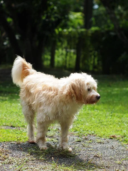 Schöne Haarige Weiße Niedliche Hund Sieht Aus Wie Kleine Terrier — Stockfoto