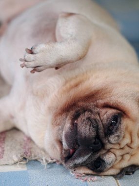 Güzel, beyaz, sevimli pug portreleri. Kapalı kapılar ardında bulanık bir yüz oluşturan mavi seramik seramik döşemeler.