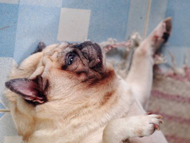 Güzel, beyaz, sevimli pug portreleri. Kapalı kapılar ardında bulanık bir yüz oluşturan mavi seramik seramik döşemeler.