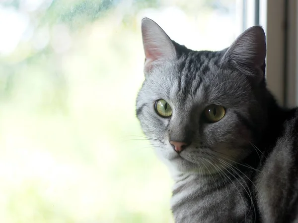 ポートレートヘッドショットの可愛いアメリカンショートヘアグレーと黒ストライプの若い猫の家ペットクローズアップ選択的フォーカスでベッドルームの窓の外を探していますフリーとともに孤独な気分 — ストック写真