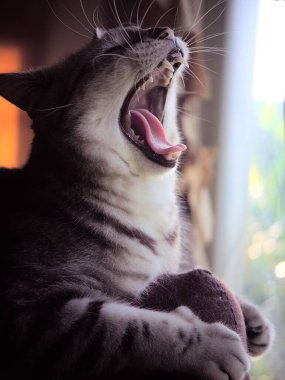 Sevimli, uykulu bir yüzün portreleri. AMERİKAN Kısa saçlı, siyah çizgili genç kedi evcil hayvanı. Yatak odasının penceresinde esneyen seçici odak noktası. 