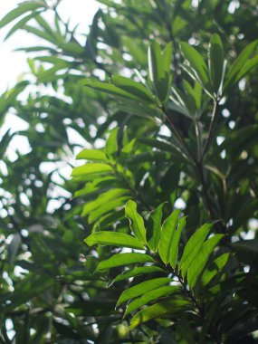 Bitki yaprakları doğal güneş ışığı altında sığ bir alan derinliği ve ev bahçesindeki otantik çevre huzur verici ruh hali için arka plan ya da arka plan için kapatılır..