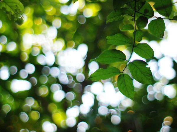 Rostlina Listí Zblízka Mělká Hloubka Pole Přirozeném Slunečním Světle Autentické — Stock fotografie