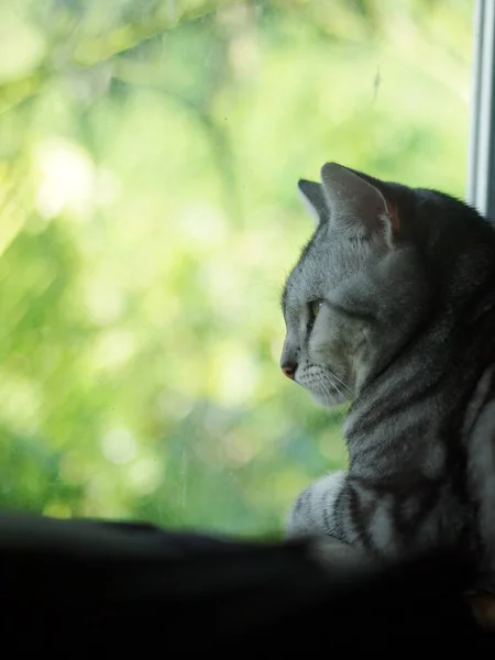 可愛い若いアメリカ人 Short Hair子猫グレーと黒のストライプのホーム猫が寝室でリラックスしている窓のポートレートビューで選択フォーカスブラーホームグリーンホームガーデン屋外の背景 — ストック写真