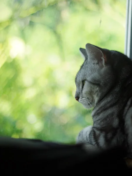 Bonito Jovem Americano Short Hair Gatinho Cinza Preto Listras Casa — Fotografia de Stock