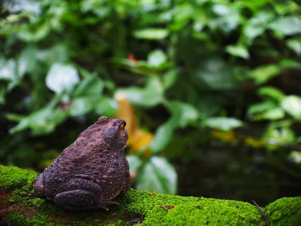 Portraits Close Rough Skin Ugly Deep Brown Fat Toad Dry — Stock Photo, Image