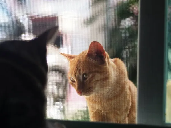 Schattig Wild Dakloze Kort Haar Jong Geel Oranje Kleur Aziatisch — Stockfoto