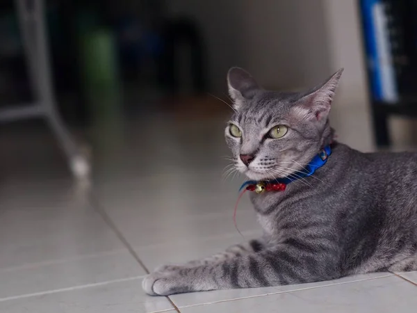 Bonito Curto Cabelo Jovem Asiático Gatinho Cinza Preto Listras Casa — Fotografia de Stock