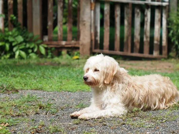 若いです小さなかわいい汚い交配犬白いパステルベージュ色休憩プレイ屋外で茶色の土の床でホームガーデン — ストック写真