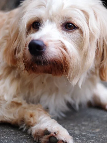 Junge Kleine Niedliche Schöne Schmutzige Mischlingshund Weiß Pastellbeige Farbe Ruht — Stockfoto