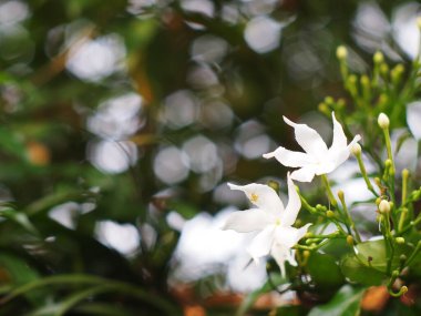 Beyaz küçük çiçekler Gerdenia Crape Jasmine 'e benziyorlar. Doğal güneş ışığı altında, tropikal bahçedeki otantik karanlık arka planda.