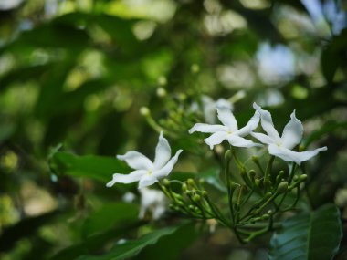 Beyaz küçük çiçekler Gerdenia Crape Jasmine 'e benziyorlar. Doğal güneş ışığı altında, tropikal bahçedeki otantik karanlık arka planda.