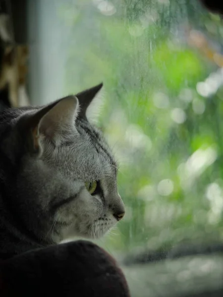 可愛い若いアメリカンショートヘア子猫グレーと黒のストライプのホーム猫が窓の肖像画ビューで寝室でリラックス選択フォーカスブラーホームガーデン屋外の背景 — ストック写真