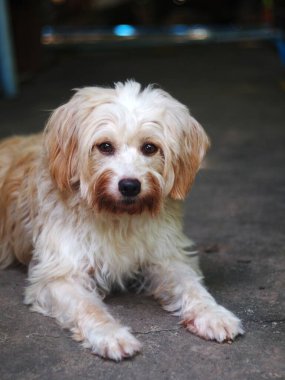 Güzel, kirli, kıllı, sevimli, şişman, melez köpek yeşil çimlerin üzerinde dışarıda dinleniyor. 