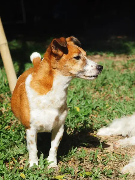 Feliz Alerta Jovem Jack Russel Terrier Cão Branco Marrom Brincando — Fotografia de Stock